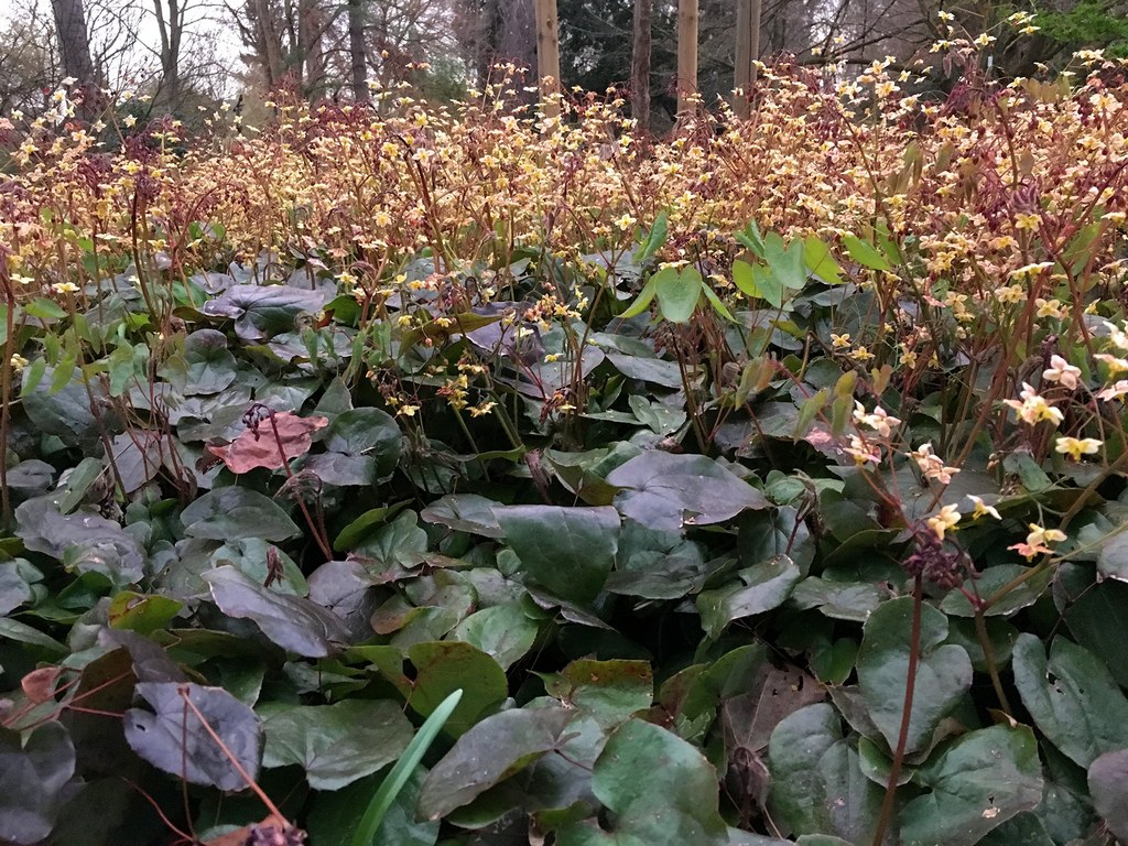 Botanischer Garten im April 2021: Epimedium Elfenblume
