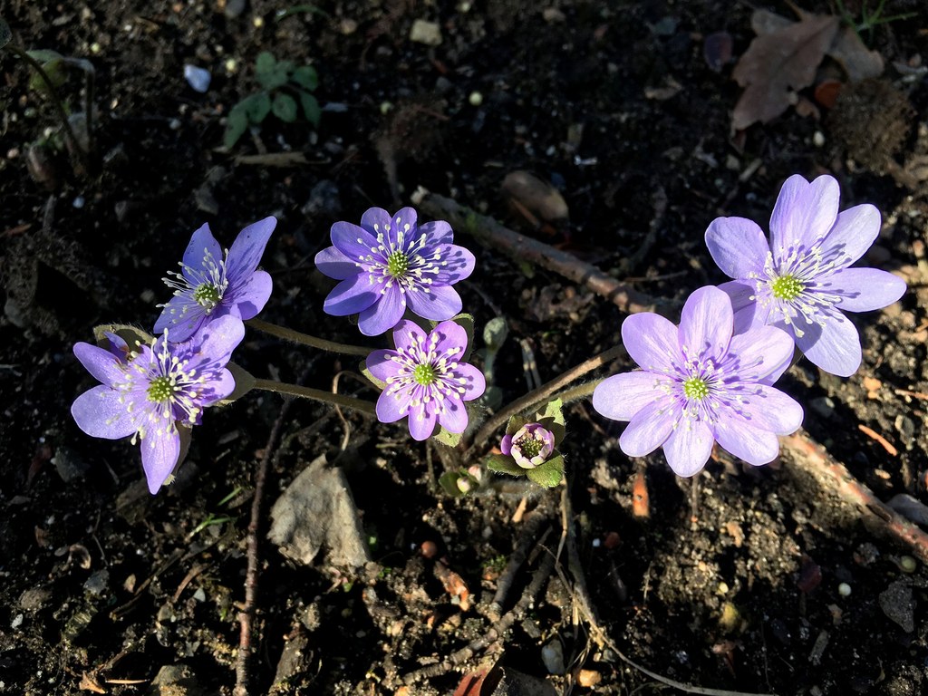 Botanischer Garten im April 2021: Leberblümchen Leberblümchen