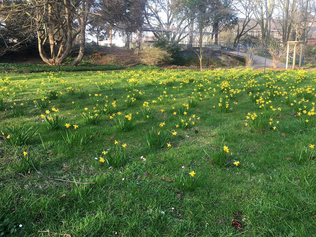 Botanischer Garten im April 2021: Narzissenwiese Narzissenwiese