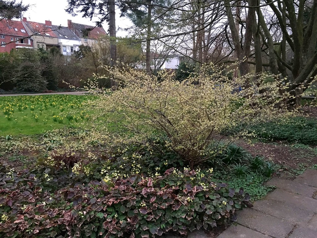 Botanischer Garten im April 2021: Scheinhasel Scheinhasel