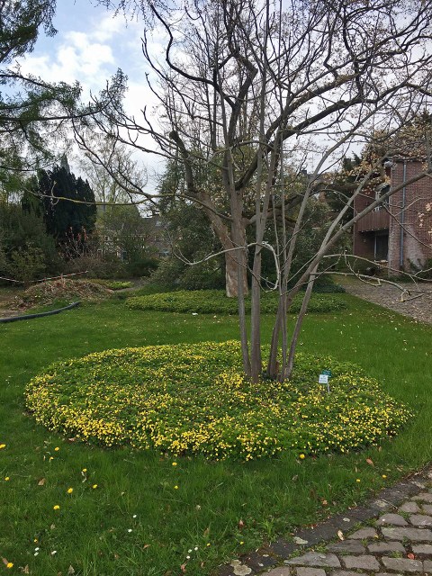 Botanischer Garten im April 2021: Waldsteinia Teppich-Goldbeere